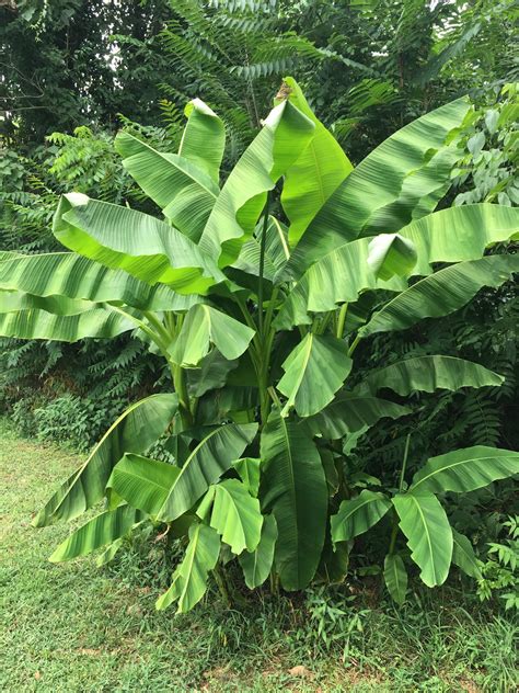 Musa Banana Puud